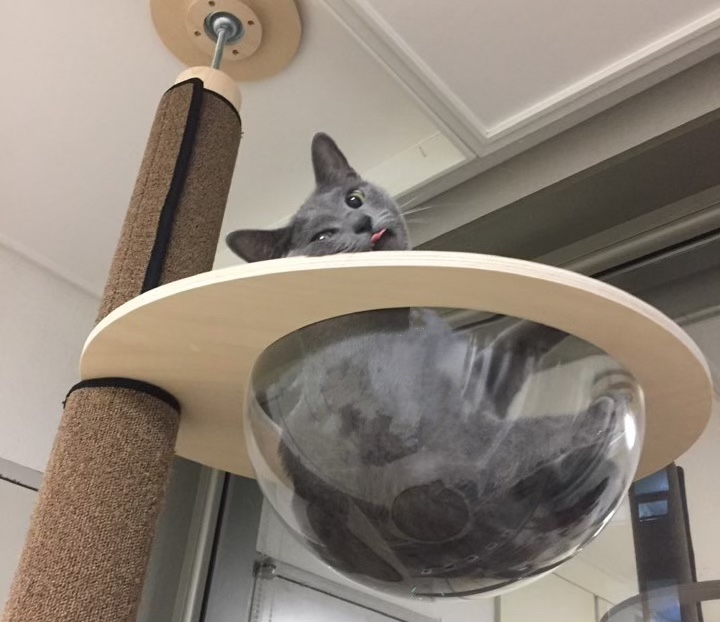  [고양이 필수품] 캣폴 or 캣타워는 필수다냥