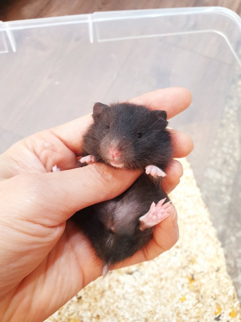 올블랙/블랙베어/블랙도미) 곰상햄스터 골든 분양해요! : 네이버 블로그, image size:800x1067