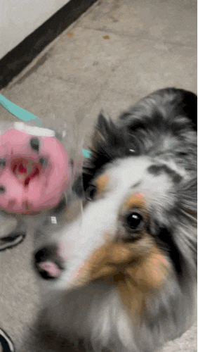 강아지케이크 :: 강아지간식으로 추천하는 달미펫 도넛간식