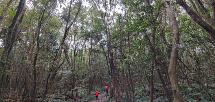 [제주살이] 선흘리 동백동산(곶자왈)