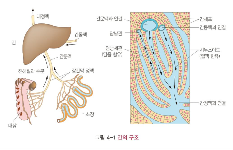 [식사요법] 4. 간, 담낭, 췌장 질환 : 네이버 블로그