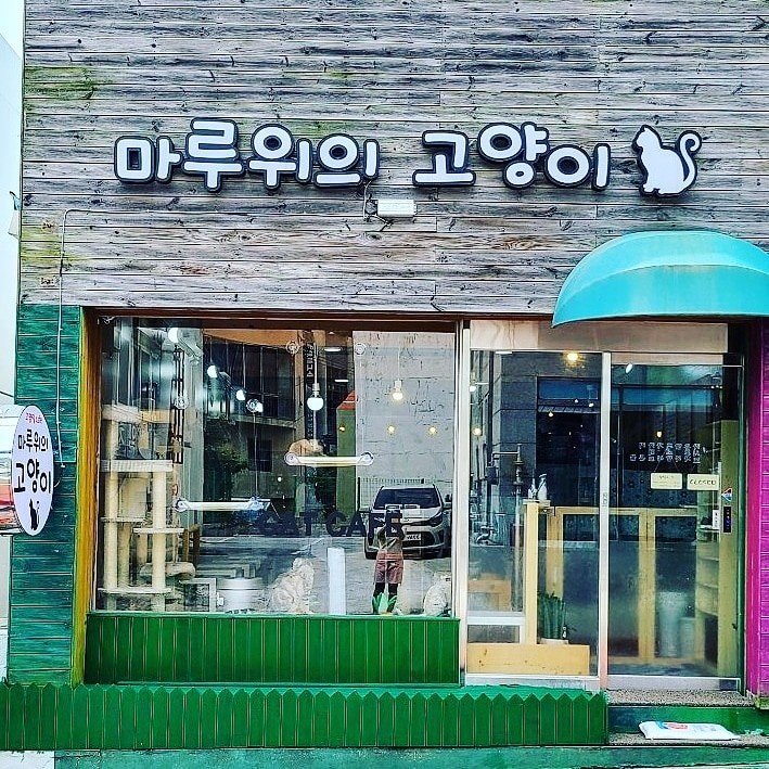  거제, 옥포동  고양이 카페, 마루위의 고양이 이용 후기