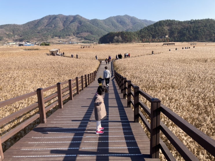  아이와함께 순천만습지 갈대밭 다녀왔어요