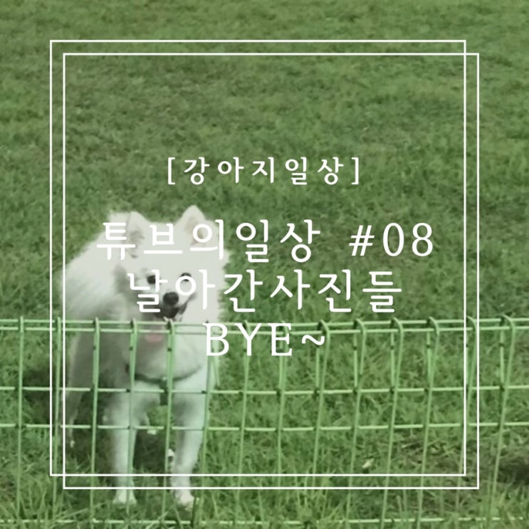  [강아지일상] 튜브의 일상 #08 날아간 사진들 bye~
