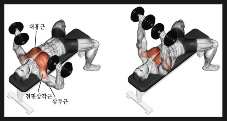 집에서 가능한 홈트 덤벨 가슴운동 루틴 총정리, 덤벨 남자 가슴운동, 덤벨 프레스, 플라이, 인클라인, 디클라인, 풀오버