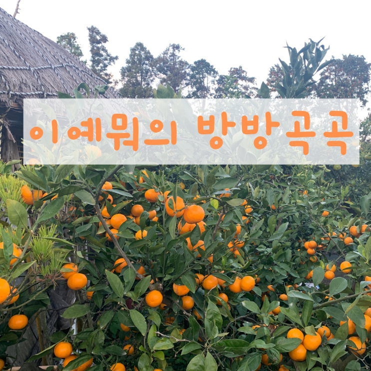 제주도 동쪽 성산 귤따기 체험, 귤 선물 보낸 후기 /귤향체험농장 제주도 동쪽 성산 귤따기 체험, 귤 선물 보낸 후기 /귤향체험농장