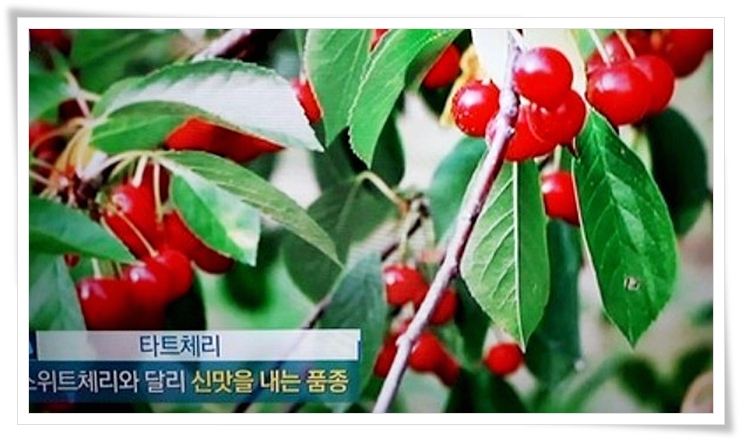  멜라토닌이 풍부한 타트체리 효능 부작용 알아봐요