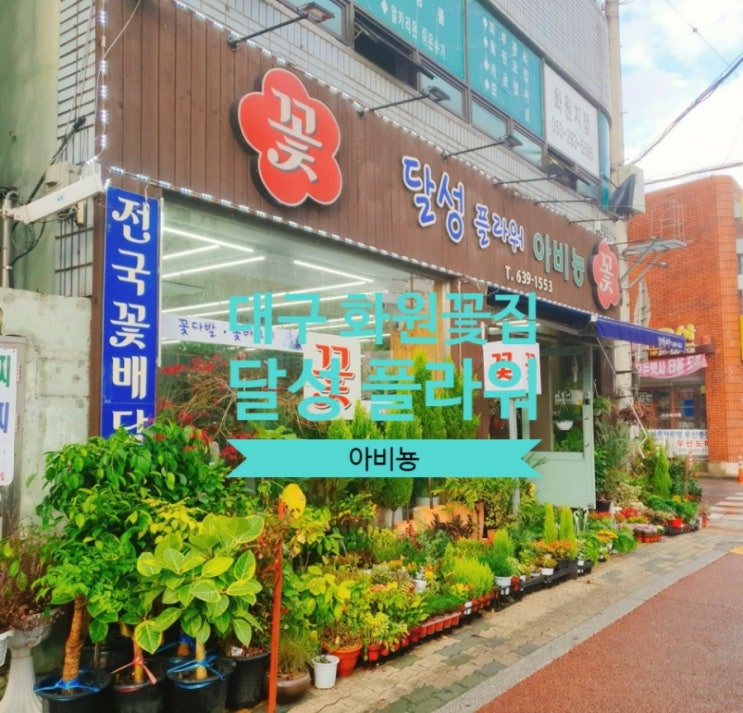  대구 꽃집 전국 꽃배달 서비스 추천 화원 달성플라워 아비뇽