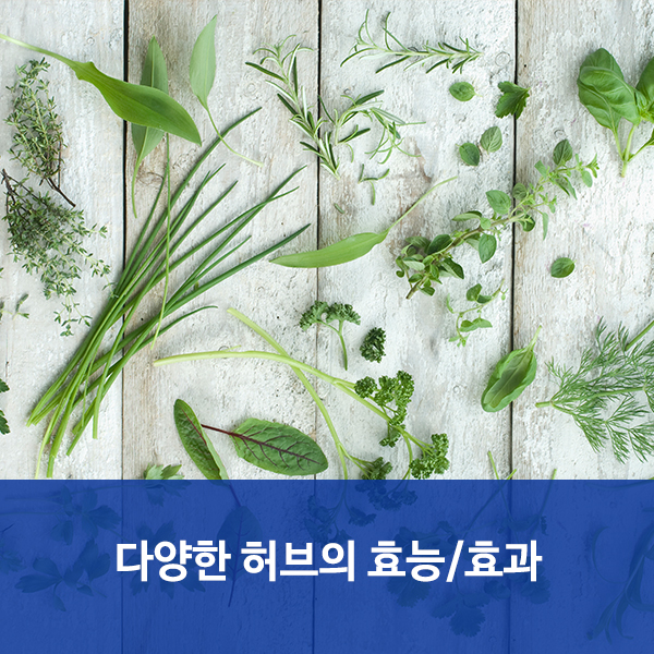  수원재활요양병원 "다양한 허브의 효능/효과"