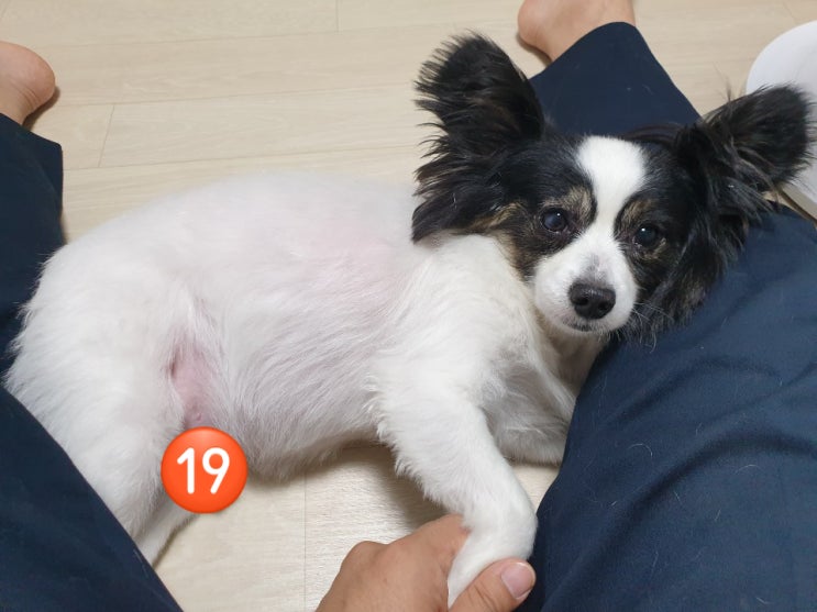  나의 반려견이자 동반자인 빠삐용 가족의 가장 뽀삐!!