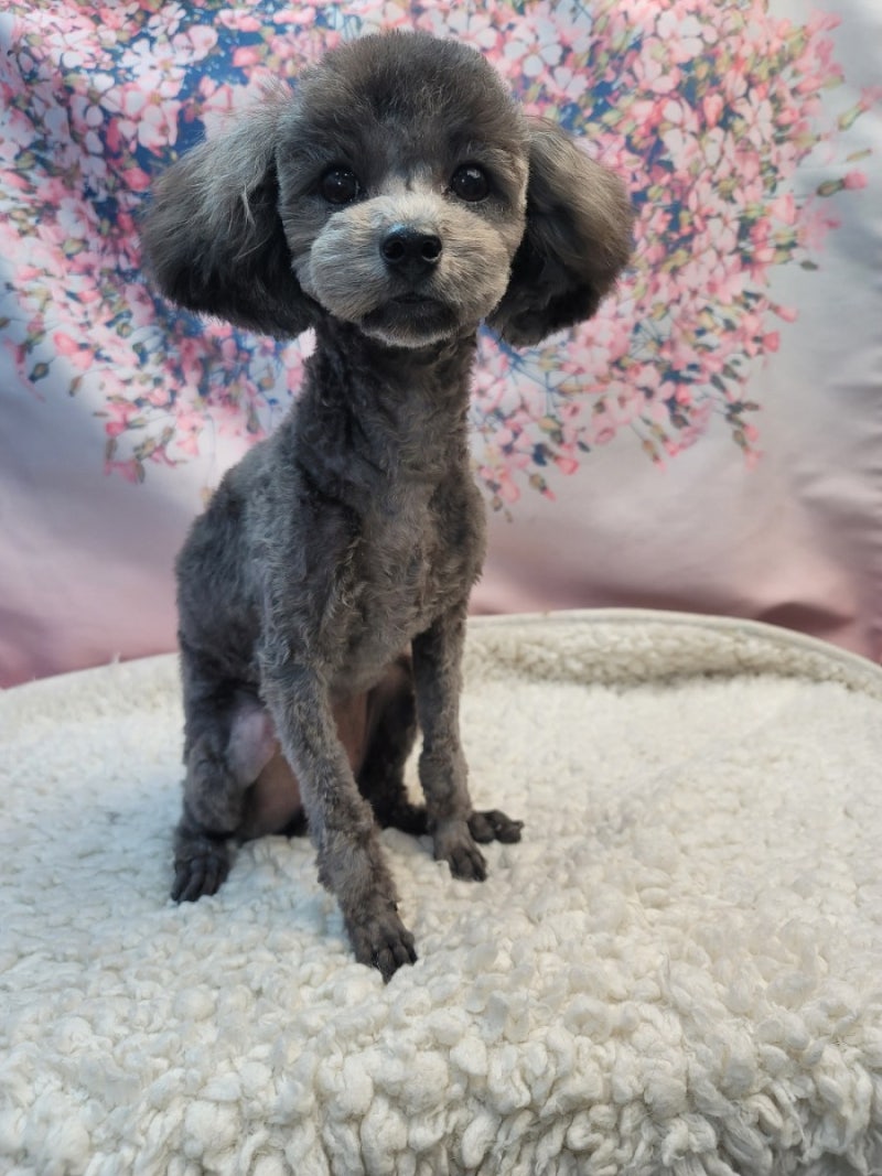 토이푸들 그루밍 6mm 베어컷 향동견 그루밍 강아지 루시드