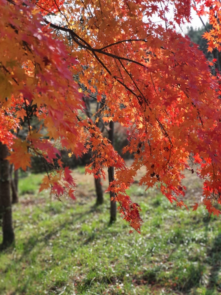가을 천안 독립기념관 단풍나무길 산책하기 좋아요~.