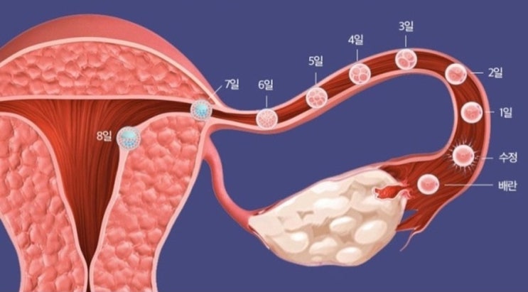 배란통을 처음 선명하게 느꼈다.