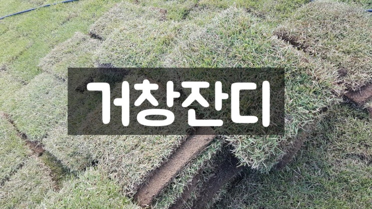  우두산 Y자 출렁다리 거창 잔디 배달했어요