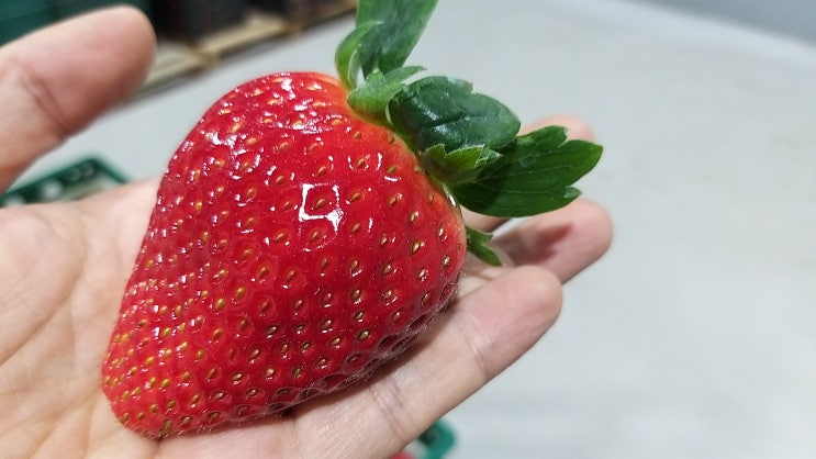  한 번도 판매된 적 없는 슈퍼 왕딸기 선물 이벤트