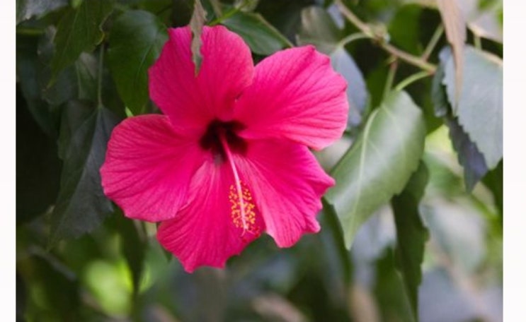  히비스커스 Hibiscus (feat 꽃 MBTI 결과)
