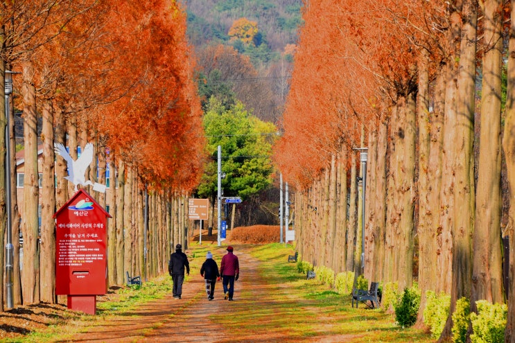 예산 덕산에 있는 메타세콰이아길에서 힐링하세요