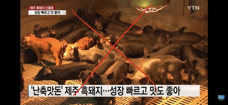  [기사 공유]코로나 바이러스에 취약한 육류 가공공장과 바이러스 확산의 온상이 될 수 있는 돼지농장
