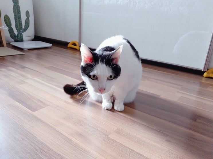  냥이 율이의 요즘 최애장소는 따뜻한 이불 안이에요.