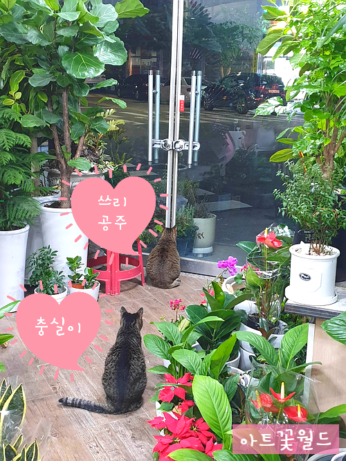  사상 꽃집 아트꽃월드의 마스코트 냥이들을 소개합니다~^^