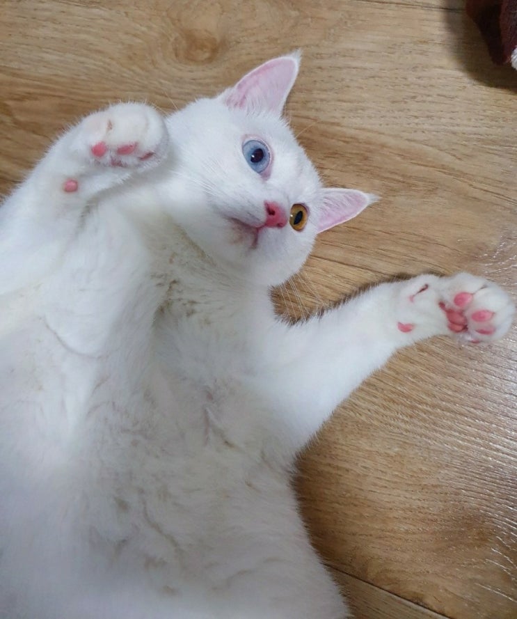  울집 주인님 소개