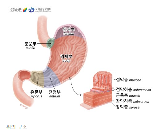 위 암