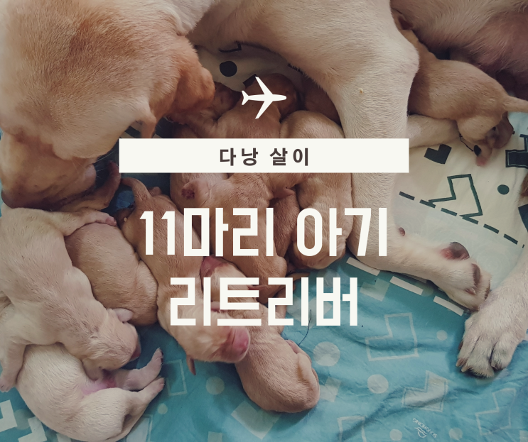  다낭에서 11마리 아기 리트리버가 태어났습니다.