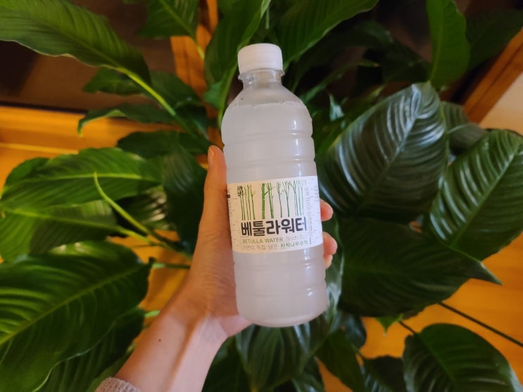  자작나무수액 건강한 물 하루에 한잔씩 마시고 건강챙기기