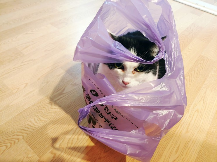 정전기의 계절, 비닐을 사랑한 고양이 베리