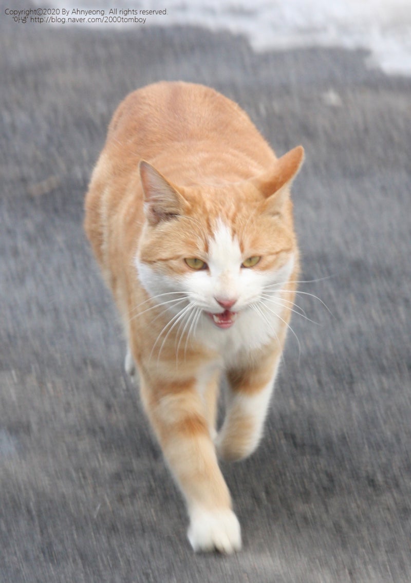 길고양이 습격사건 - DogDrip.Net 개드립, image size:800x1135