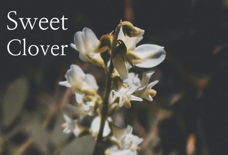  Sweet Clover(스위트 클로버)의 다양한 효능 (피부 및 건강)