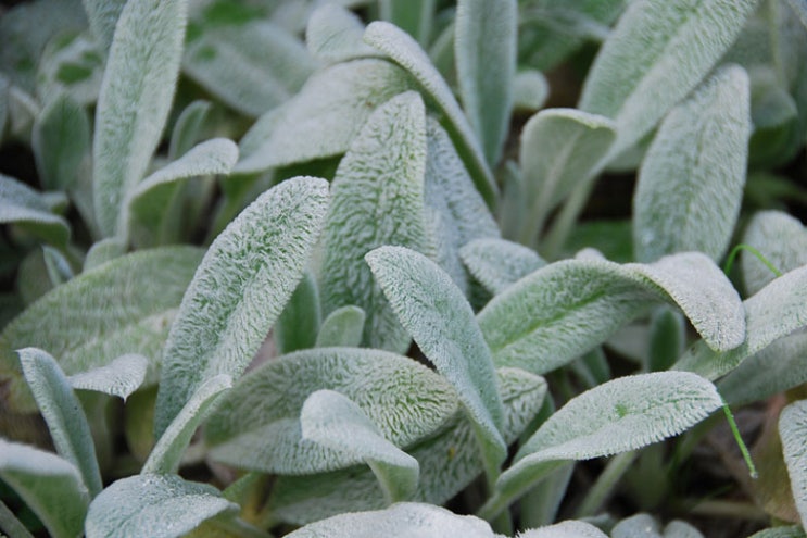  홈가드닝, 애착 인형 대신 애착 식물 램스이어 키우기! Growing Lamb’s Ear (feat.  램스이어 씨앗발아)