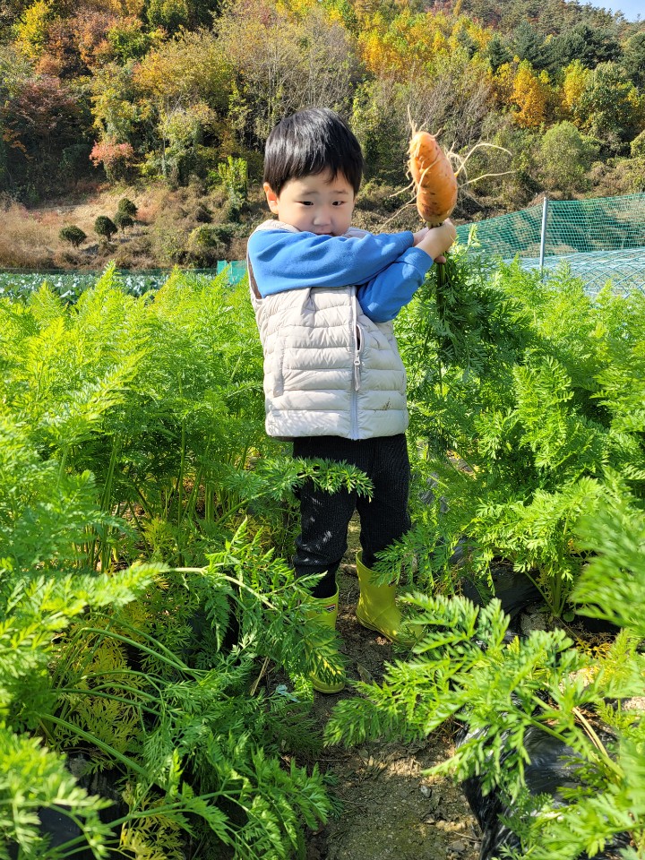  당근 아이들 과 같이 수확하기 (안녕채소)