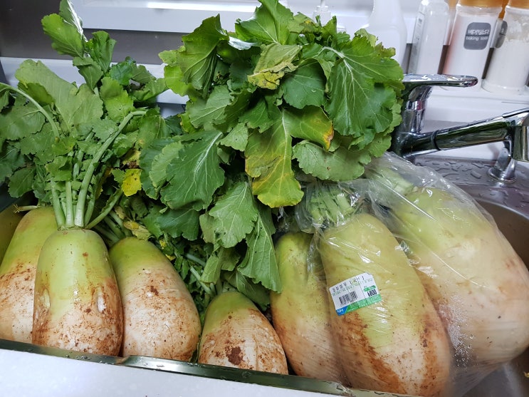  맛있는 가을 무 고르기