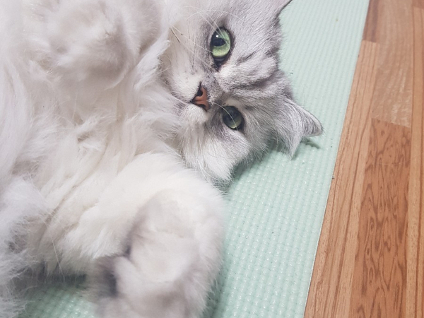  탁묘, 고양이 호텔 선택할 때 확인해야 할 사항