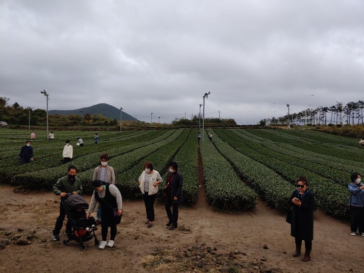  [제주 당일치기 여행] 오설록 티 뮤지엄, 방주교회, 중문색달해수욕장