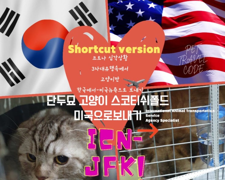  반려동물 뉴욕운송 단두종 단두묘 애완동물 해외운송 스코티쉬 폴드 출국 접종 검역 픽업 카고  고양이만 미국보내기
