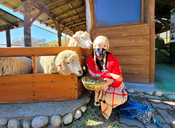  대관령 양떼목장 대관령 가볼만한곳 먹이주기 체험