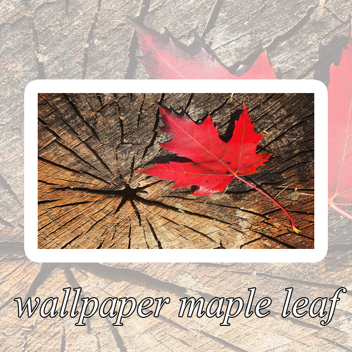  고화질 컴퓨터/핸드폰 배경화면/바탕화면 STEP19 -Type ( 단풍/maple leaf )