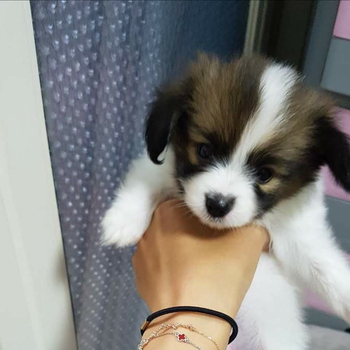  막둥이 강아지 홍이의 어린 시절