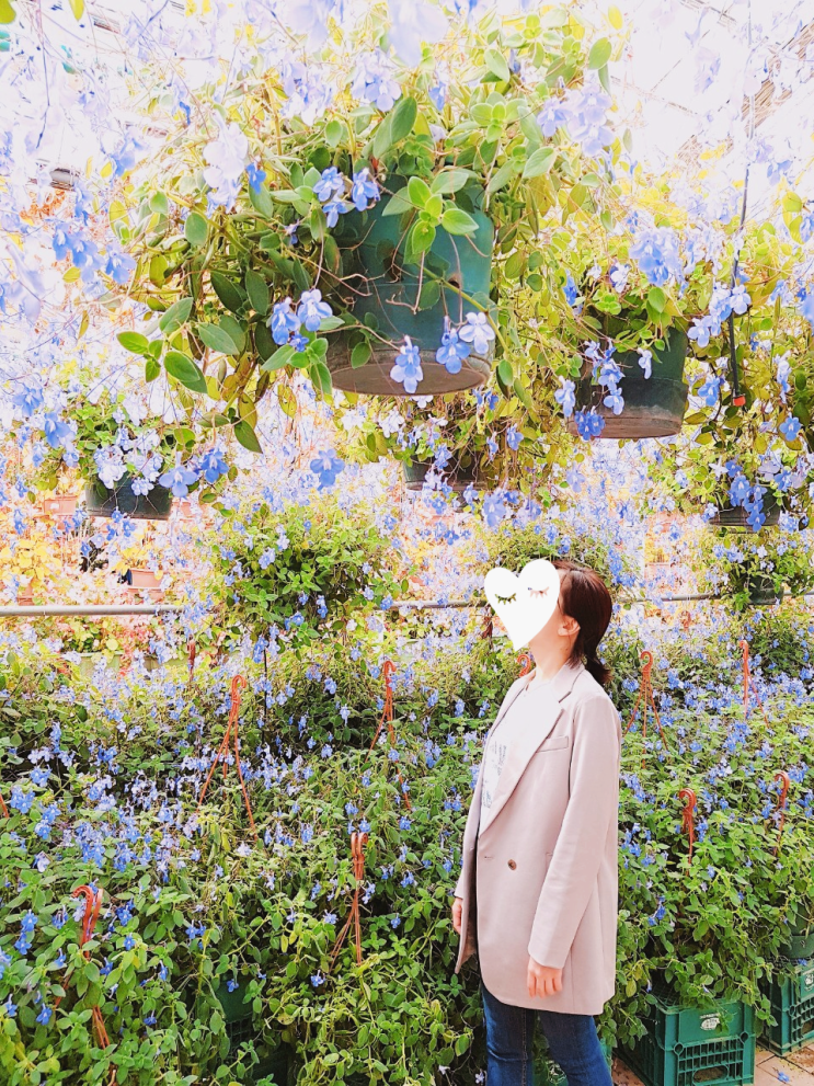 [충남 아산] 꽃샘추위가 잠시 쉬어가는 곳, "아산 세계 꽃 식물원"