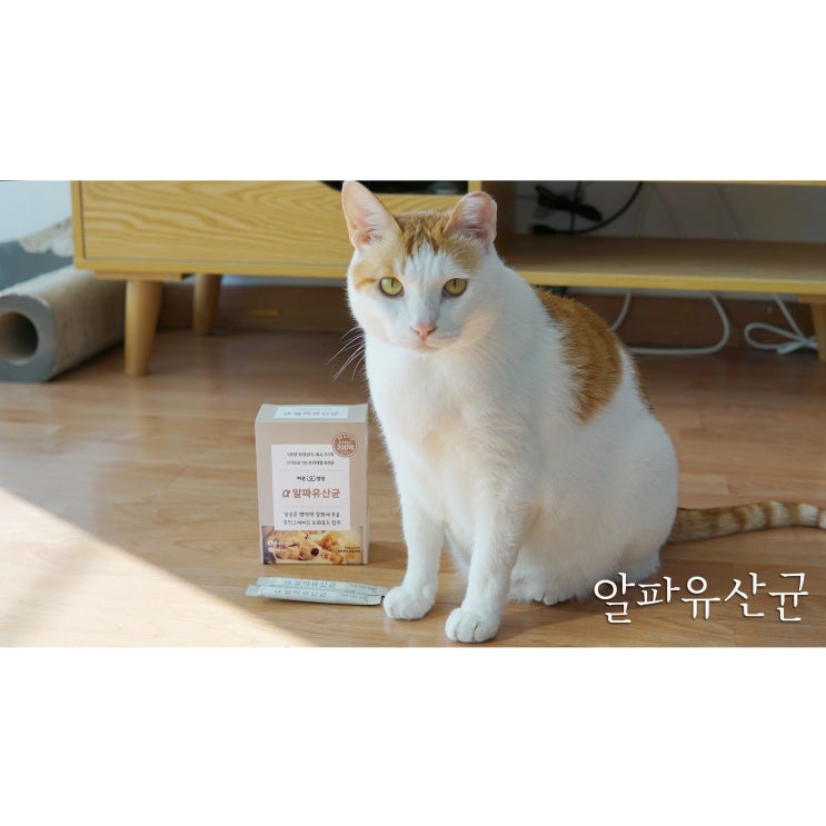  고양이유산균추천 알파유산균으로 고양이 장건강 지켜요