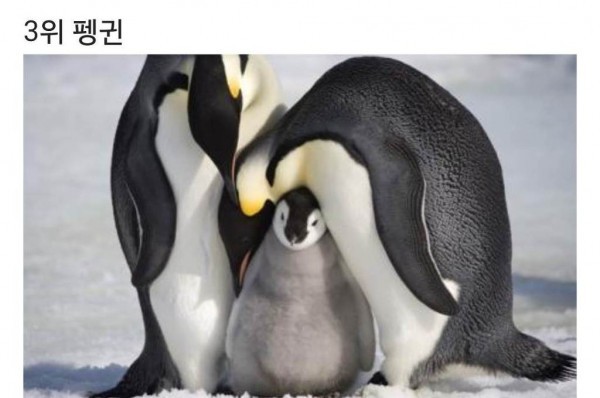 추위에 가장 강한 동물은? 추위에 가장 강한 동물은?