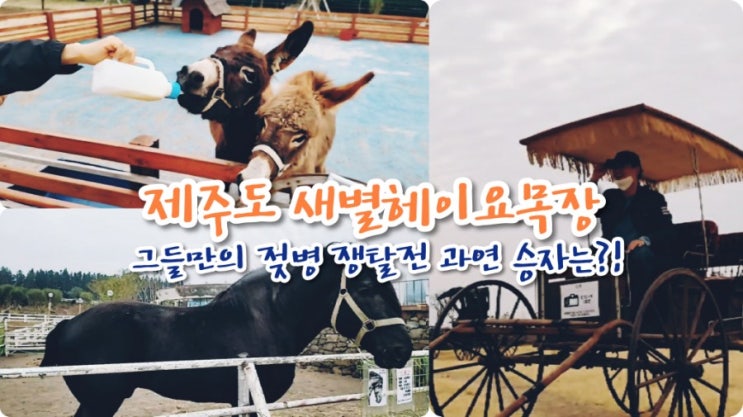  제주도 새별헤이요목장에 다녀왔어요