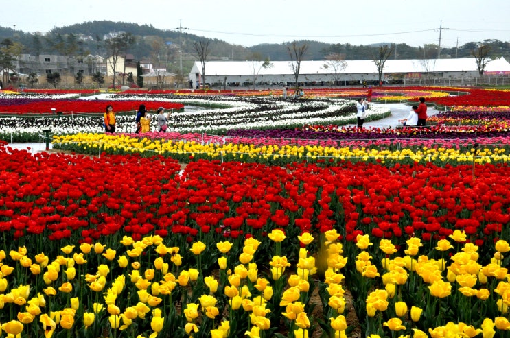  100일간 꽃 만나보기 - 1. 튤립