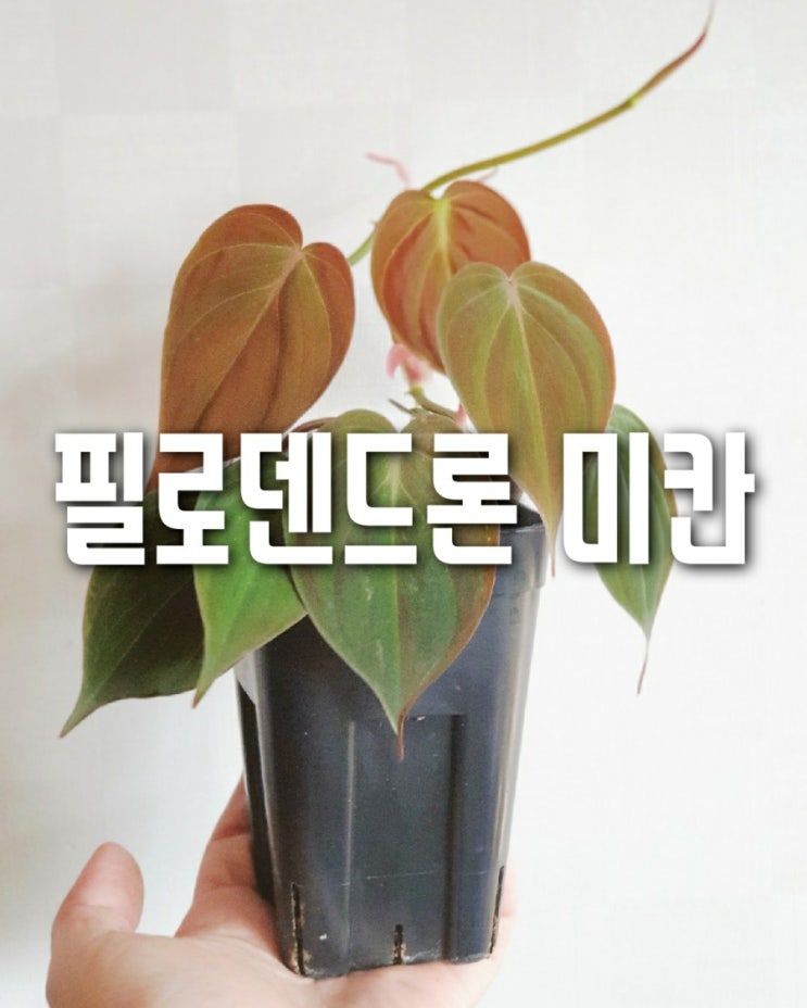  필로덴드론 미칸