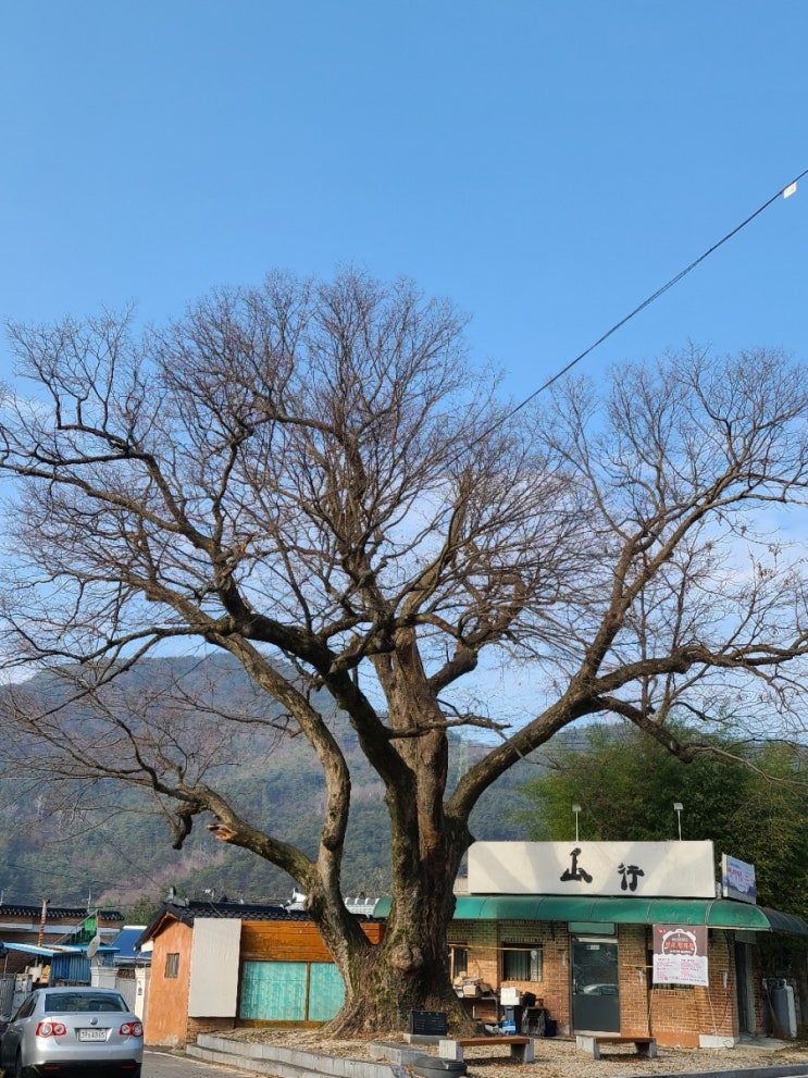 김제 여행, 김제 금산리 느티나무(보호수, 지정번호: 9-16-4)