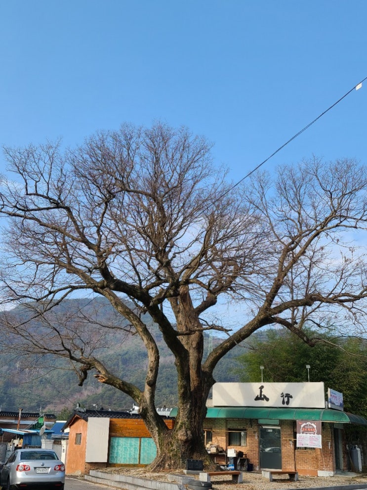  김제 여행, 김제 금산리 느티나무(보호수, 지정번호: 9-16-4)