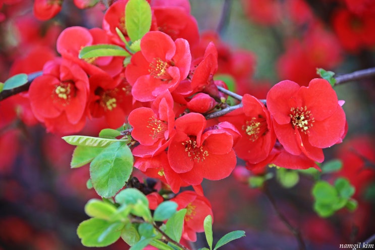 화려했던 봄, 명자꽃(산당화) 화려했던 봄, 명자꽃(산당화)