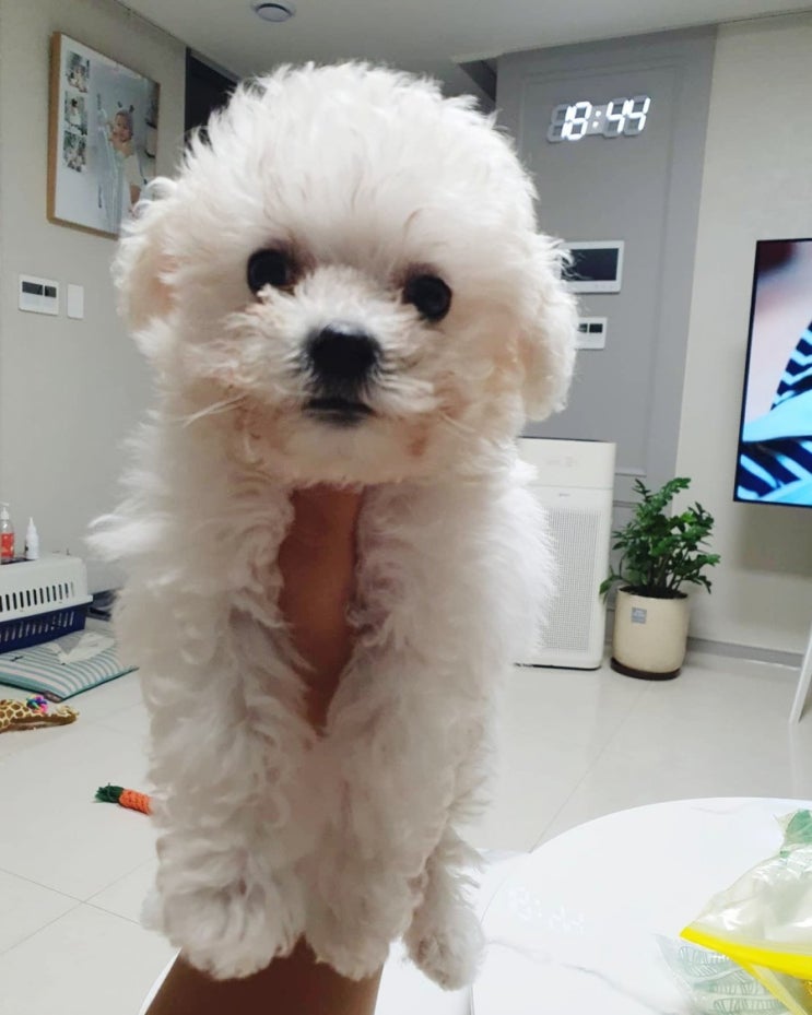  강아지 입양 / 비숑